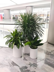 速看！鄞州花卉租摆优质商家大推荐！